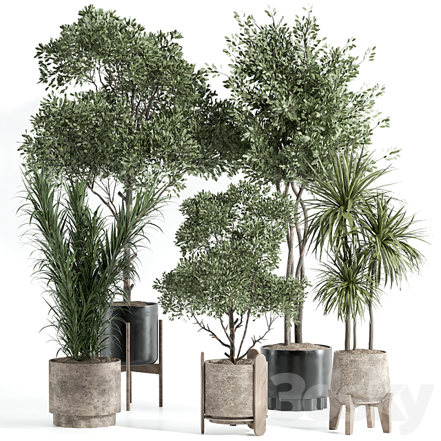 Indoor Plant Set 70 3ds Max - thumbnail 1