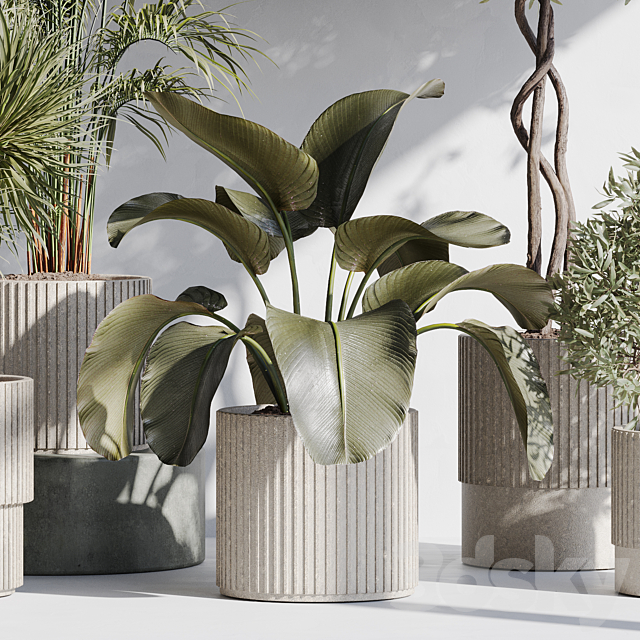 indoor plant set 71 3DS Max Model - thumbnail 2