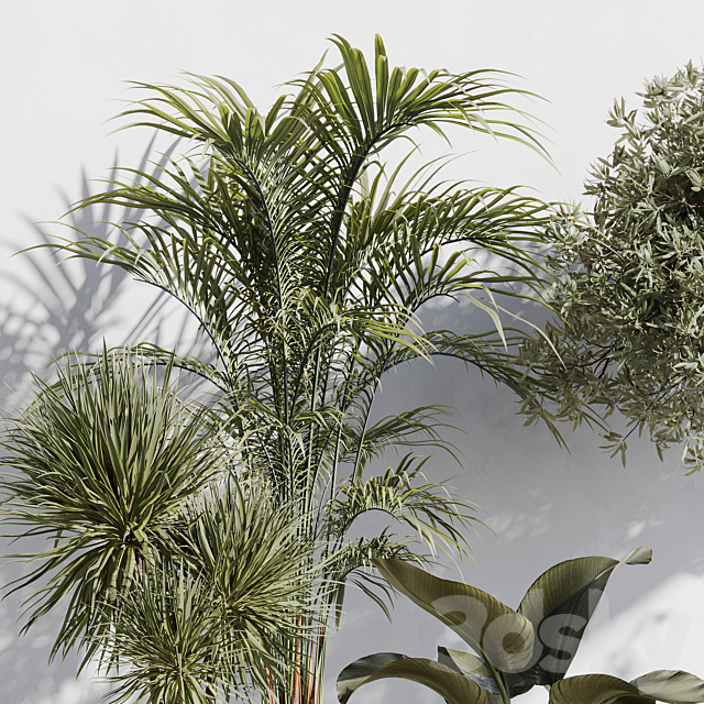 indoor plant set 71 3DS Max Model - thumbnail 4