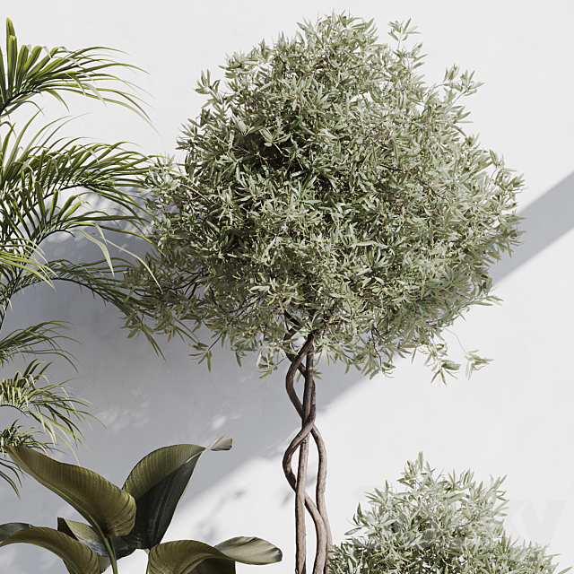 indoor plant set 71 3DS Max Model - thumbnail 5