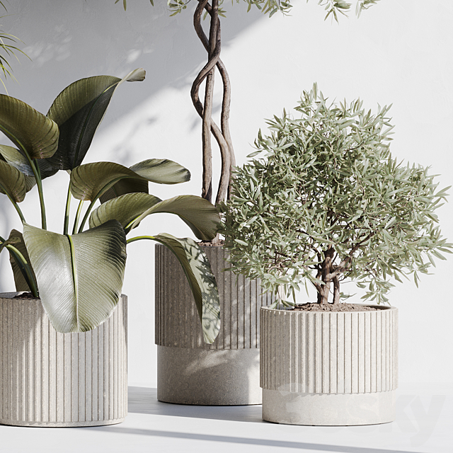 indoor plant set 71 3DS Max Model - thumbnail 6