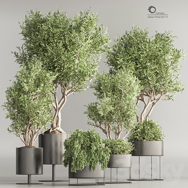 Indoor Plant Set 74(Corona) 3ds Max - thumbnail 1