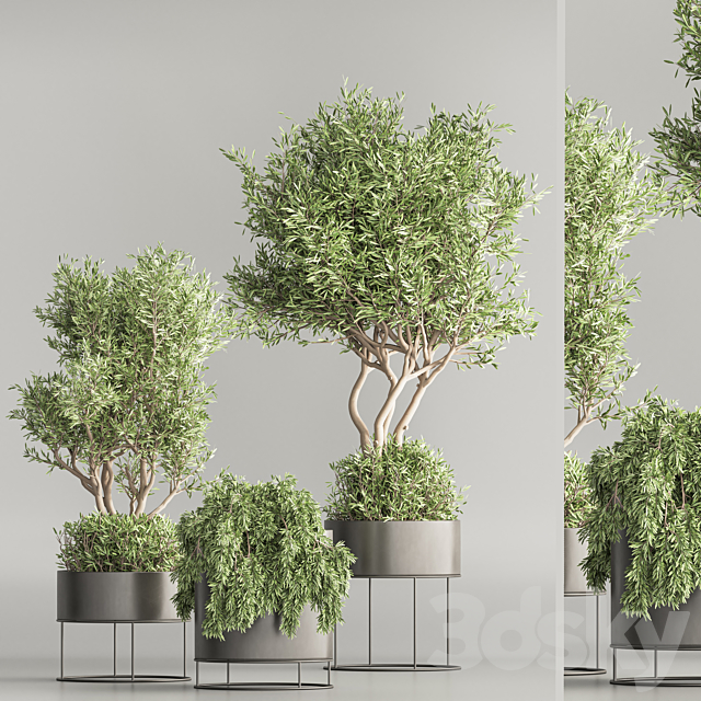 Indoor Plant Set 74(Corona) 3ds Max - thumbnail 2