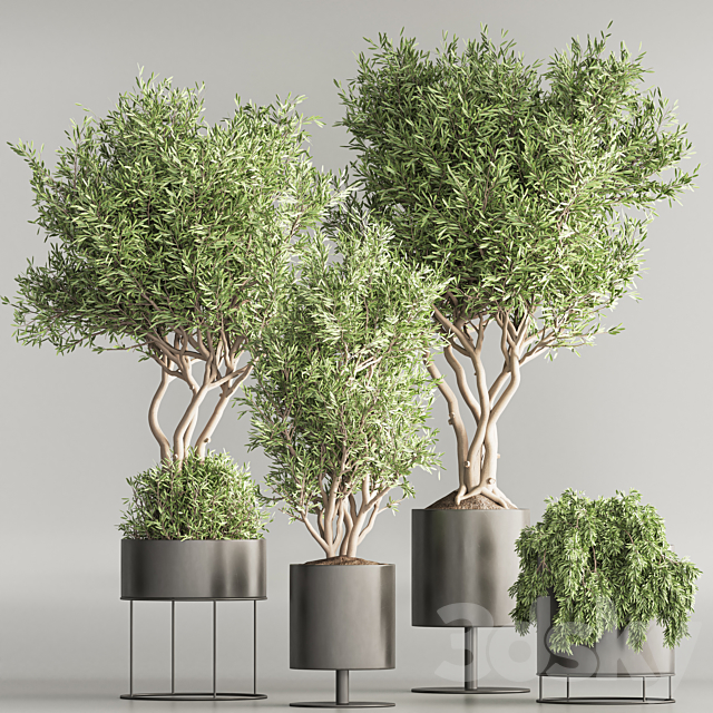 Indoor Plant Set 74(Corona) 3ds Max - thumbnail 3