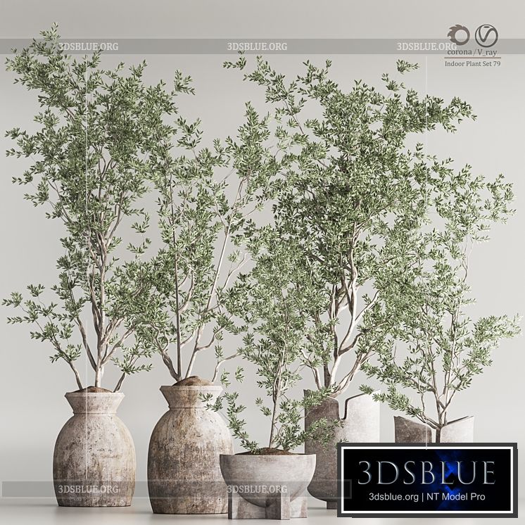 Indoor Plant Set 79 3DS Max - thumbnail 3