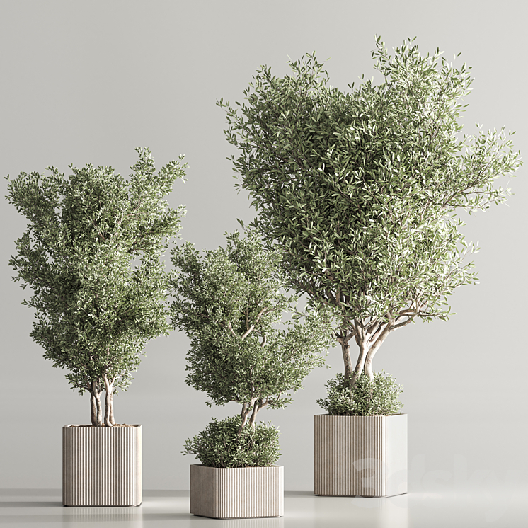 Indoor Plant Set 82 3DS Max - thumbnail 2