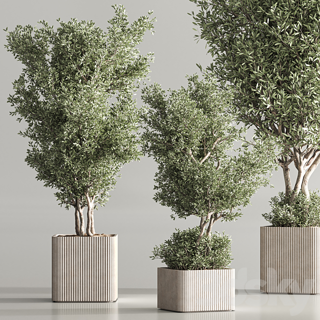 Indoor Plant Set 82 3DS Max Model - thumbnail 4