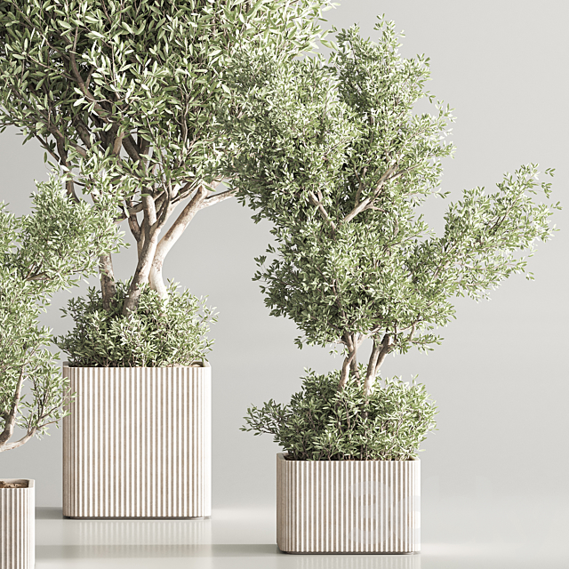 Indoor Plant Set 82 3DS Max Model - thumbnail 5