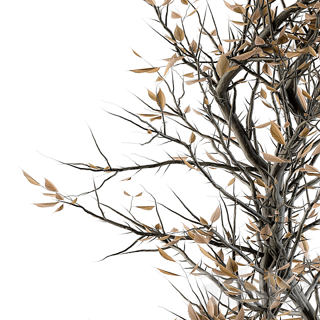 indoor Plant Set 85 – Dried Plant 3DSMax File - thumbnail 3