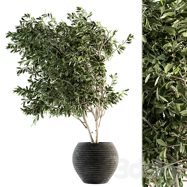 indoor Plant Set 87 – olive 3DSMax File - thumbnail 1