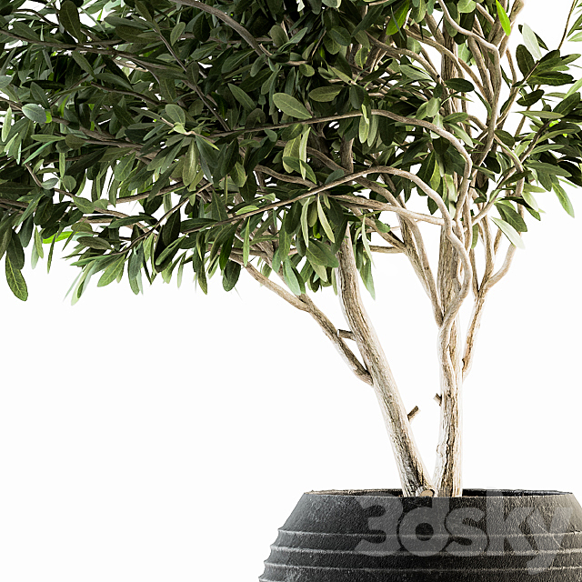 indoor Plant Set 87 – olive 3DSMax File - thumbnail 2