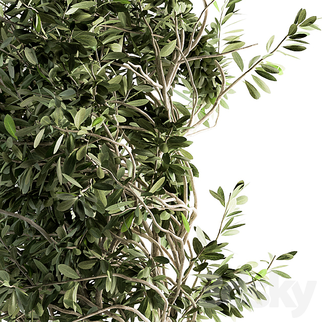 indoor Plant Set 87 – olive 3DSMax File - thumbnail 3