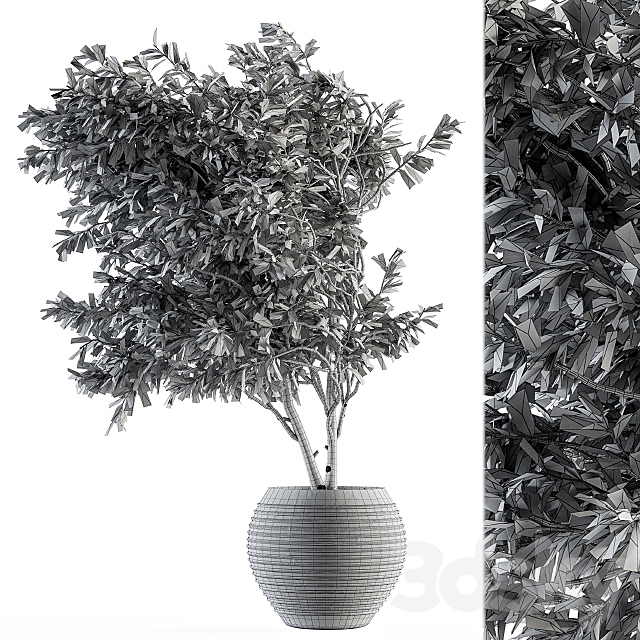 indoor Plant Set 87 – olive 3DSMax File - thumbnail 4