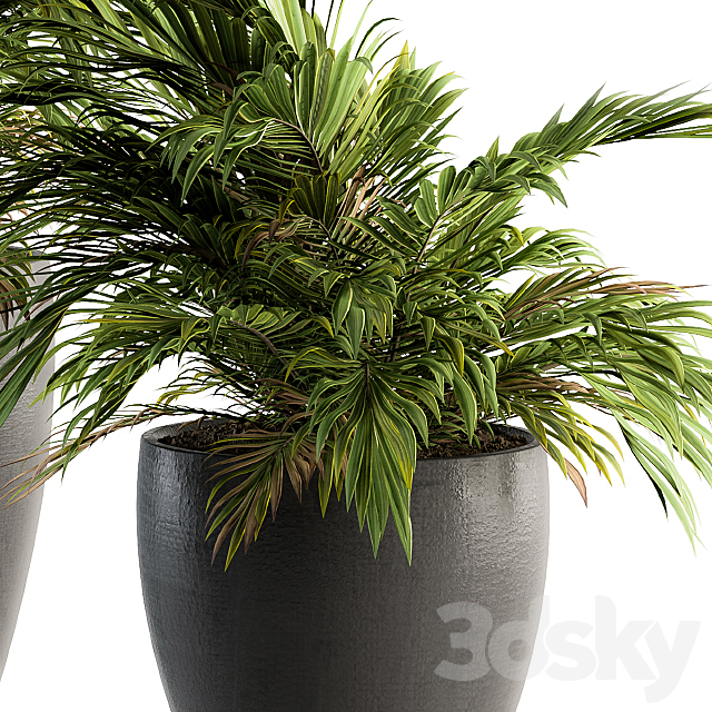 Indoor Plant Set 88 – Tropical 3DS Max Model - thumbnail 2