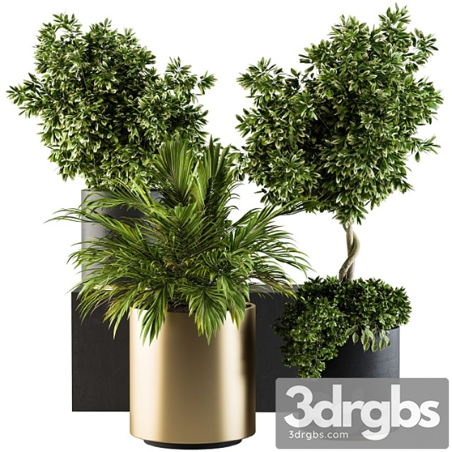 Indoor plant set 90 – black and gold - thumbnail 1