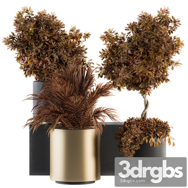 Indoor plant set 91 – black and gold (red plant) - thumbnail 1