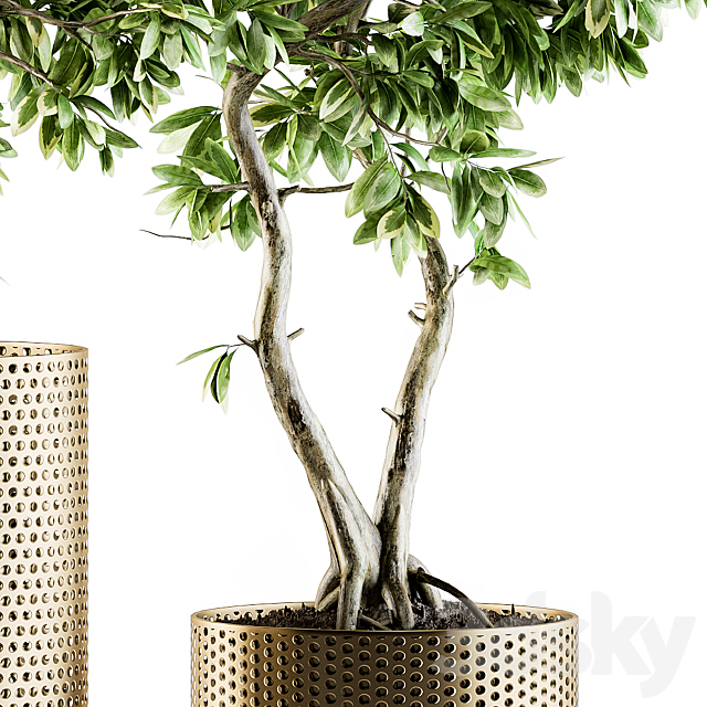 indoor Plant Set 91 – bonsai ficus benjamina 3DSMax File - thumbnail 2