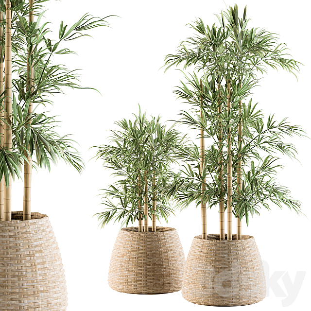 indoor Plant Set 93 – Palm in Mat Pot 3DSMax File - thumbnail 1