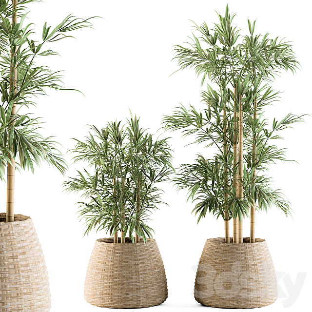 indoor Plant Set 93 – Palm in Mat Pot 3DSMax File - thumbnail 2