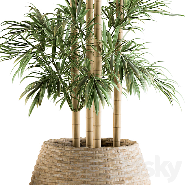 indoor Plant Set 93 – Palm in Mat Pot 3DSMax File - thumbnail 3