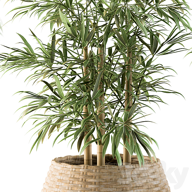 indoor Plant Set 93 – Palm in Mat Pot 3DSMax File - thumbnail 4