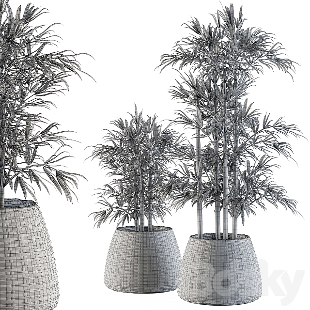 indoor Plant Set 93 – Palm in Mat Pot 3DSMax File - thumbnail 5