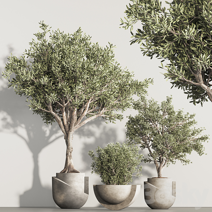 Indoor Plant Set 94 3DS Max Model - thumbnail 2