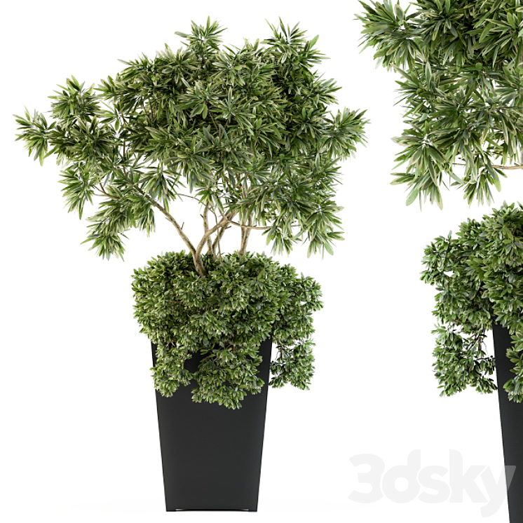 indoor Plant Set 96 – olive 3DS Max - thumbnail 1