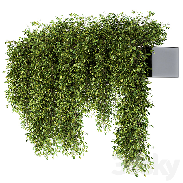 indoor Plant Set 98 – Hanging Plants 3DS Max Model - thumbnail 2