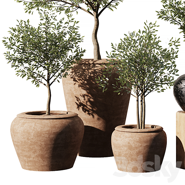 Indoor Plant Set V11 – Olive Old Pot 3DS Max Model - thumbnail 2