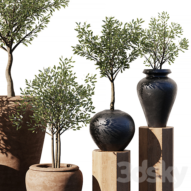 Indoor Plant Set V11 – Olive Old Pot 3DS Max Model - thumbnail 3