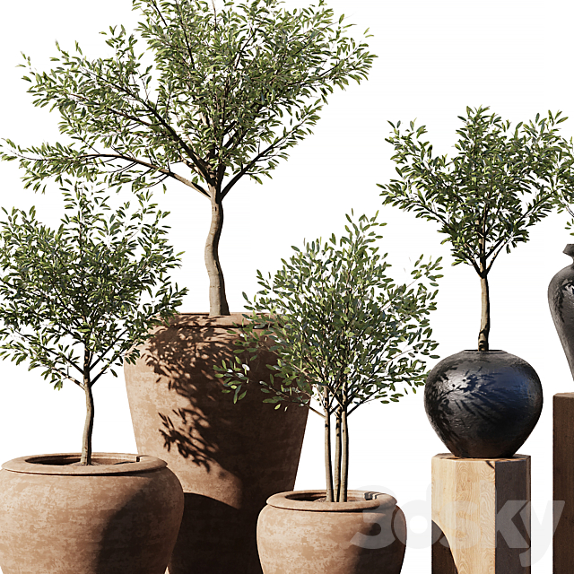 Indoor Plant Set V11 – Olive Old Pot 3DS Max Model - thumbnail 4