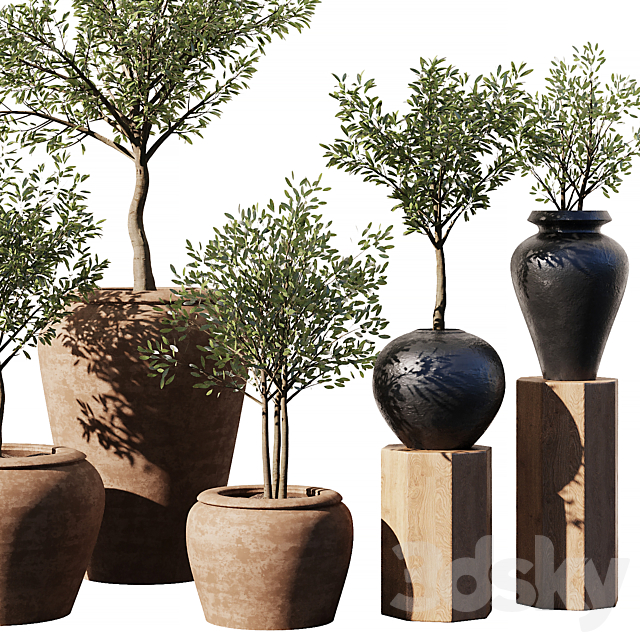 Indoor Plant Set V11 – Olive Old Pot 3DS Max Model - thumbnail 5