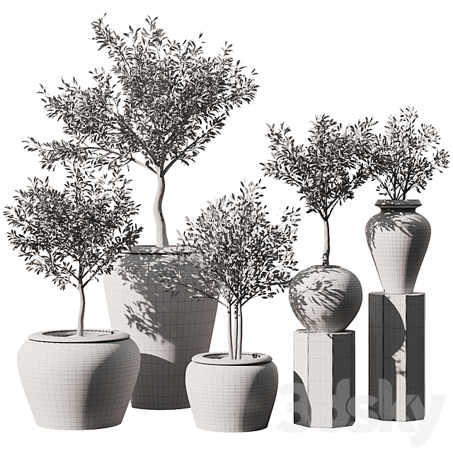 Indoor Plant Set V11 – Olive Old Pot 3DS Max Model - thumbnail 6