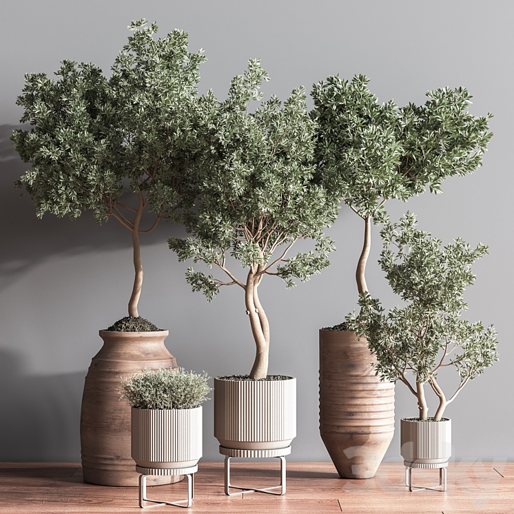 Indoor Plant Set11 3DS Max Model - thumbnail 1