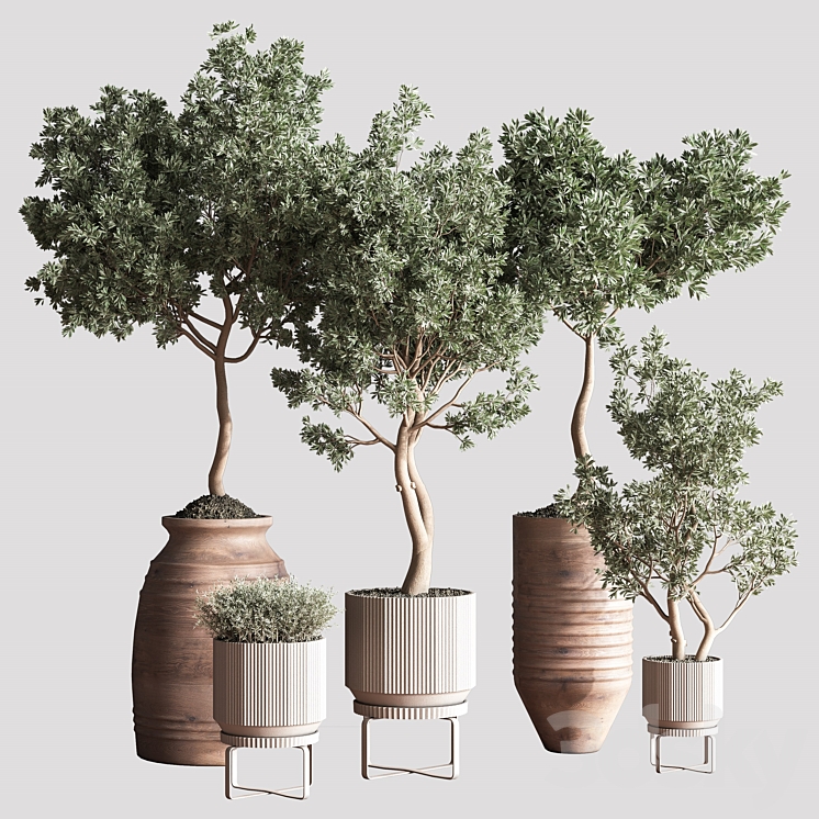 Indoor Plant Set11 3DS Max Model - thumbnail 2