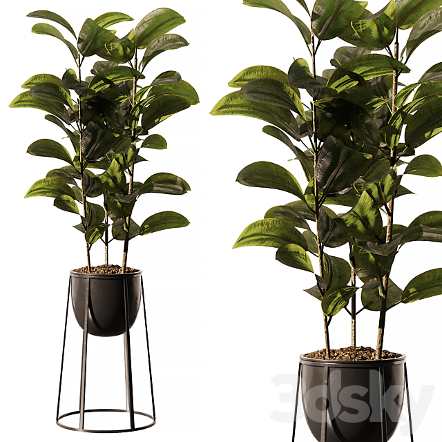 Indoor Plant SetV18 – Ficus Stand Pot 3ds Max - thumbnail 1