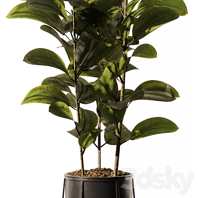 Indoor Plant SetV18 – Ficus Stand Pot 3ds Max - thumbnail 2