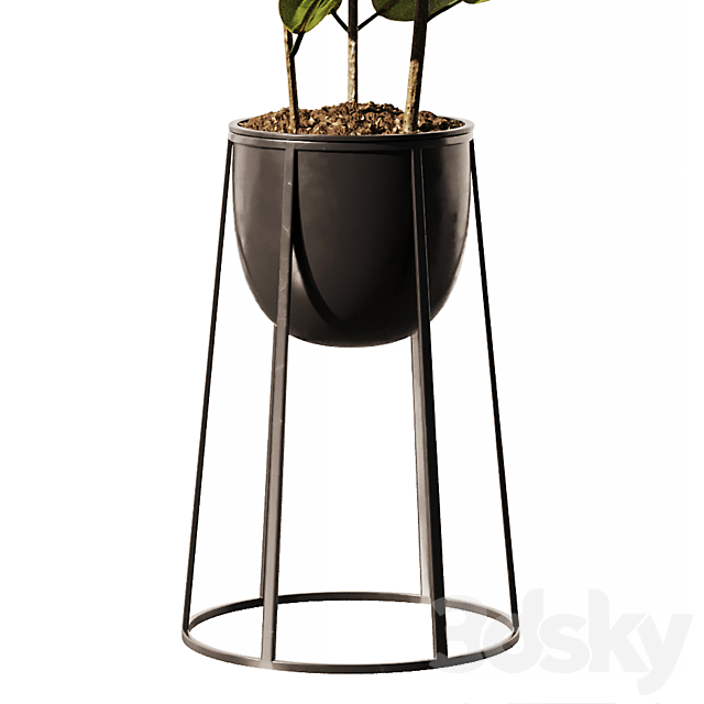 Indoor Plant SetV18 – Ficus Stand Pot 3ds Max - thumbnail 3