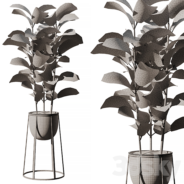 Indoor Plant SetV18 – Ficus Stand Pot 3DS Max Model - thumbnail 4