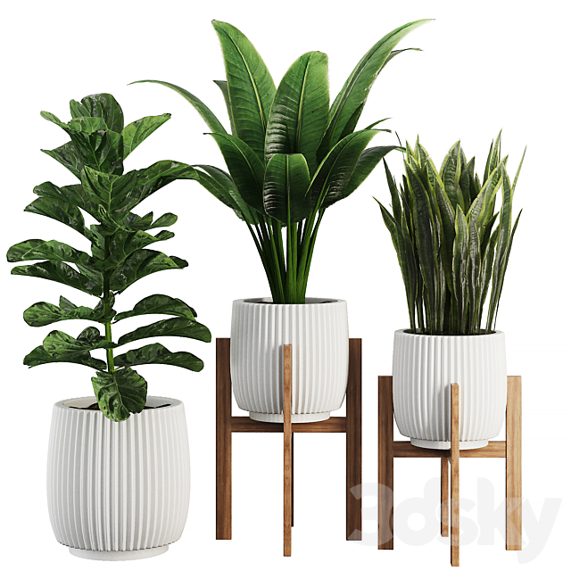 Indoor Plant SetV30 – Sansevieria Banana Ficus 3ds Max - thumbnail 1