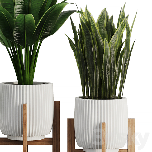 Indoor Plant SetV30 – Sansevieria Banana Ficus 3ds Max - thumbnail 2