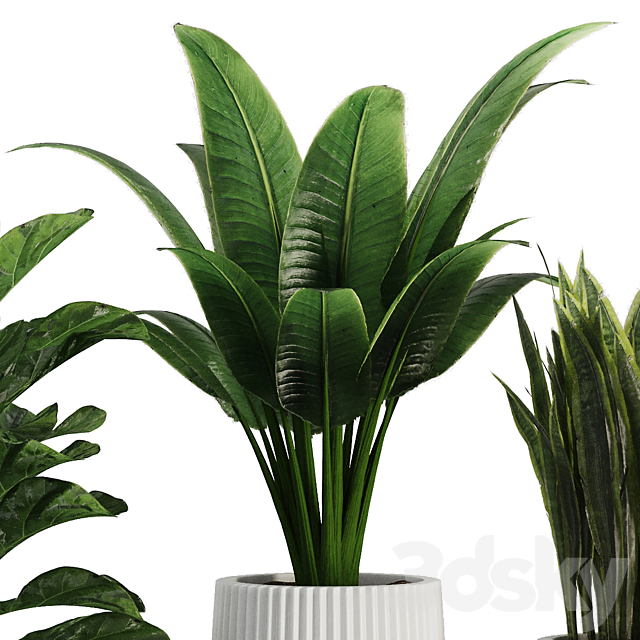 Indoor Plant SetV30 – Sansevieria Banana Ficus 3ds Max - thumbnail 3