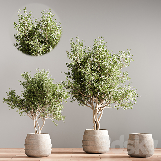 indoor plant stand 40 3DSMax File - thumbnail 3