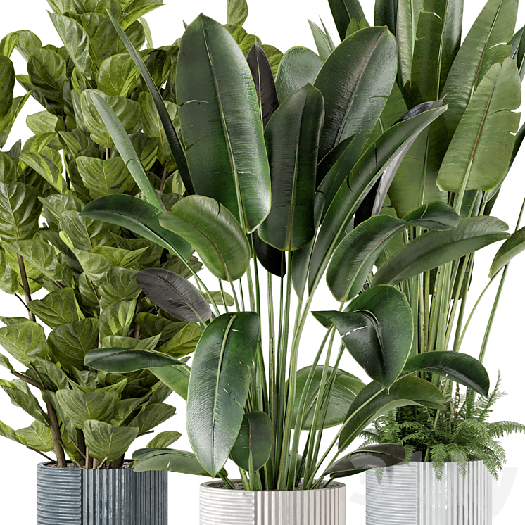 Indoor Planters in Cecilia Ficonstone Pot – Set 409 3DS Max Model - thumbnail 2