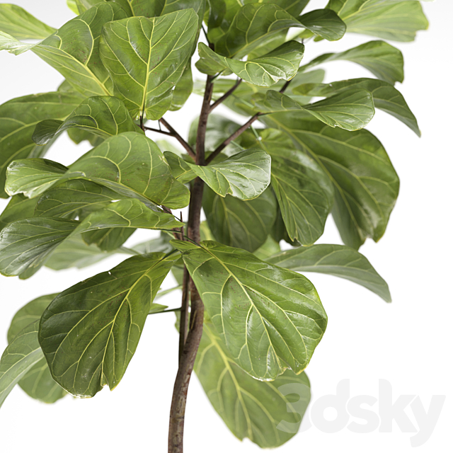 indoor plants-008-ficus 3DSMax File - thumbnail 2