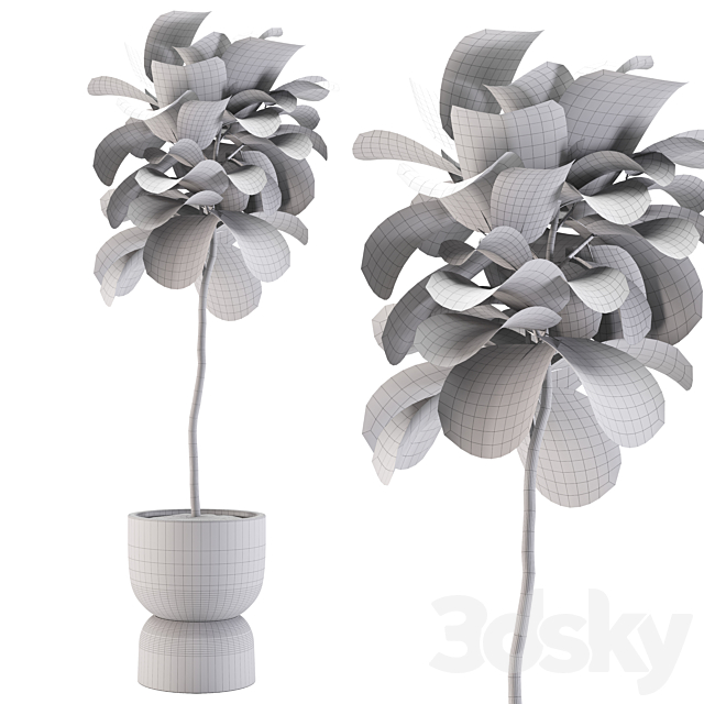 indoor plants-008-ficus 3DSMax File - thumbnail 3