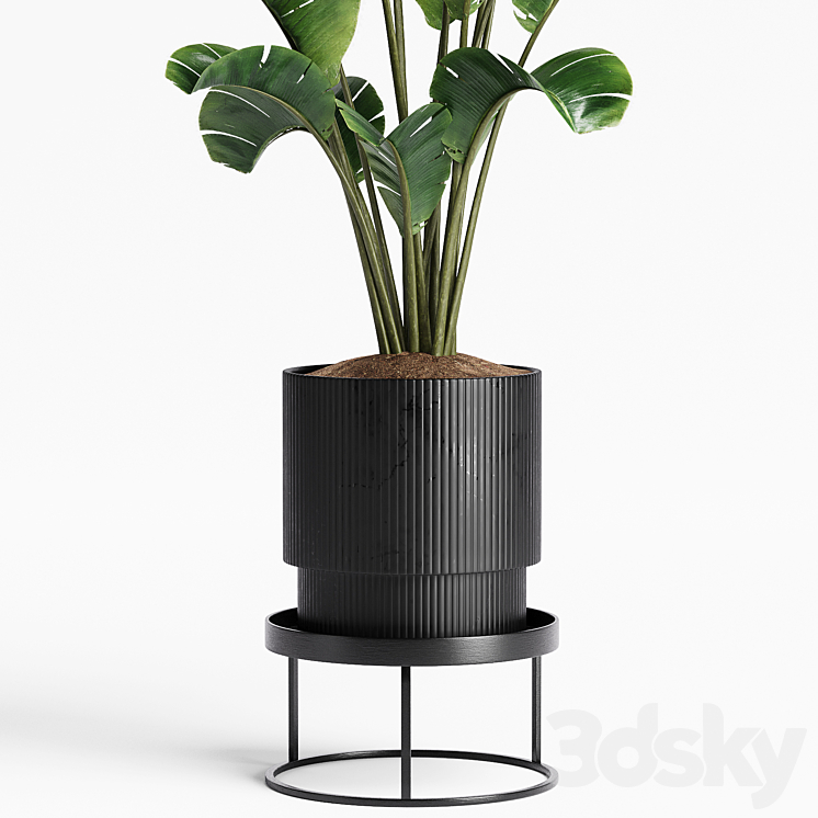 Indoor Plants 15 3DS Max Model - thumbnail 2