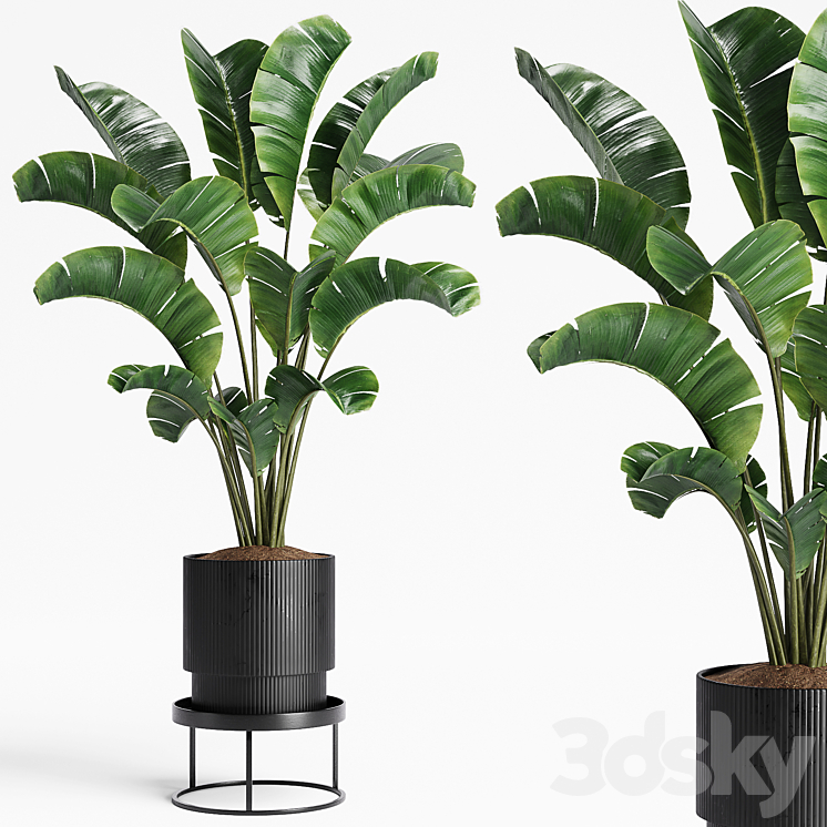 Indoor Plants 15 3DS Max Model - thumbnail 3