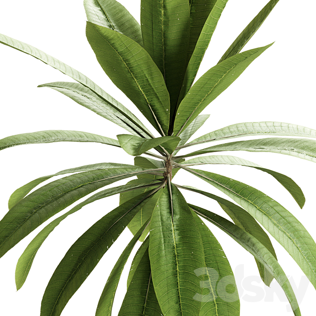 Indoor Plants – 25 Plants in pot 3DS Max Model - thumbnail 3